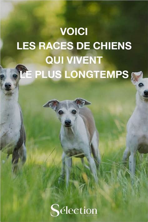 Les Races De Chien Qui Vivent Le Plus Longtemps