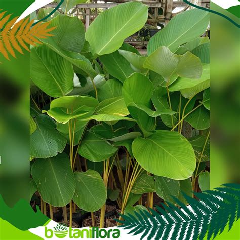 Jual Calathea Luthea Calathea Lutea Calathea Pisang Tanaman Hias