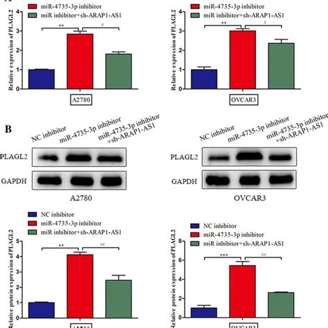 Depletion Of Arap As Dampened Ovarian Cancer Cell Proliferation