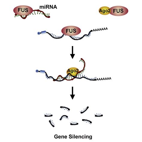 Fus Regulates Activity Of Microrna Mediated Gene Silencing Molecular Cell