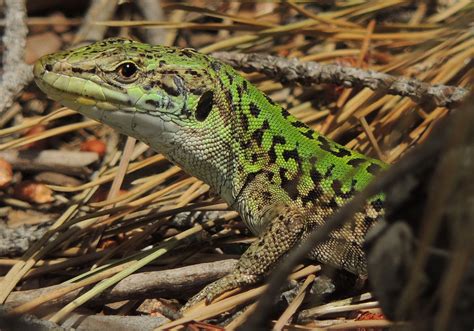 Lagarto Saurios Reptil Foto Gratis En Pixabay Pixabay