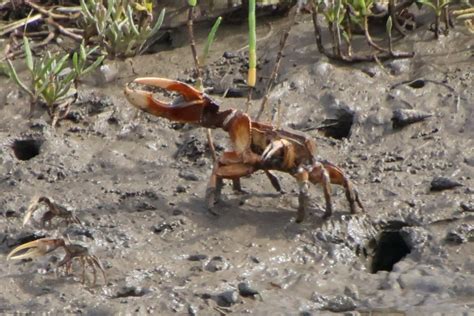 Fiddler Crab Guide Pacific Coast Of The Americas Naturalista Colombia