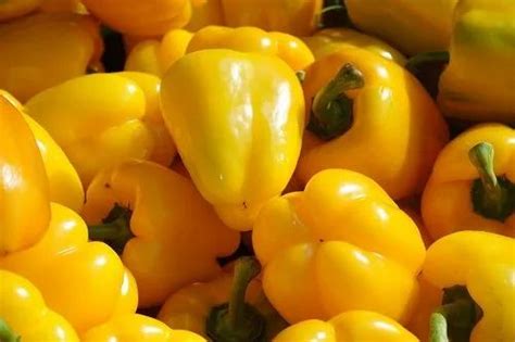 A Grade Fresh Yellow Capsicum Maharashtra Packaging Size Kg At Rs