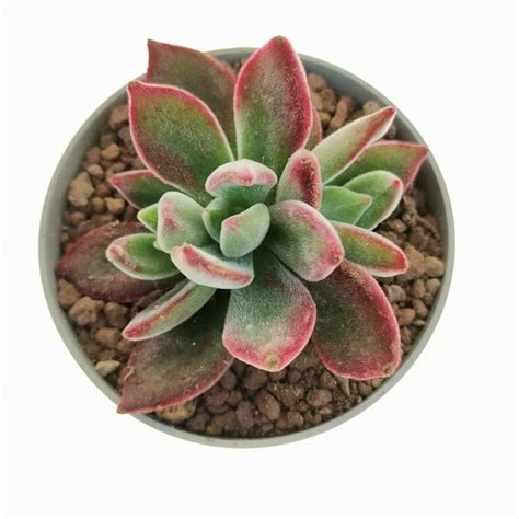 Echeveria Pulvinata Devotion Cm Crassulaceae Giromagi