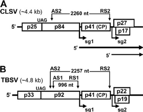 Schematic Representation Of Clsv And Tbsv Rna Genomes A Linear