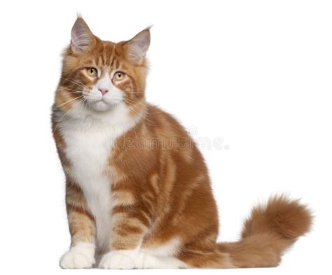 Maine Coon Cat 6 Months Old Sitting Stock Photo Image Of Front