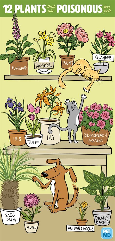 are tulips toxic to dogs