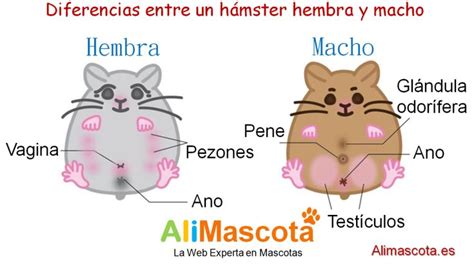 Pin En Cuidados De Los H Msters