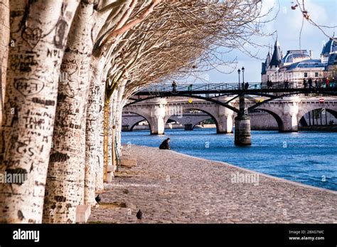 Birch Trees Along The River Seine Are A Canvas For Lovers Carving