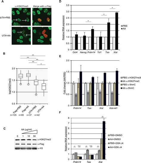 Ascorbic Acid Enhances Demethylation Of H3K27me3 And Induces Prdm14