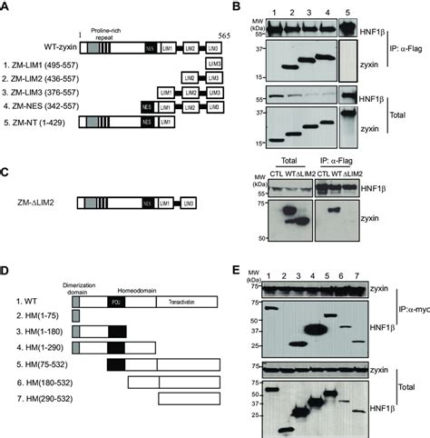 Mapping The Interacting Domains Of Hnf And Zyxin A Schematic