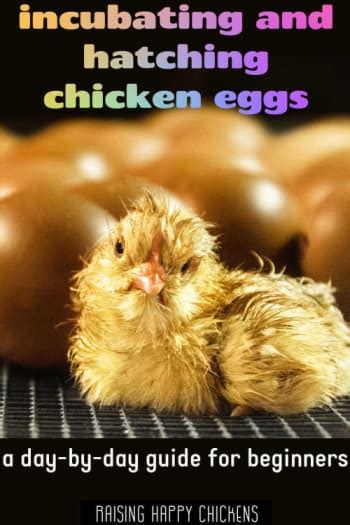 How To Incubate Chicken Eggs A Day By Day Guide