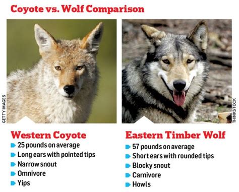 Coyote Vs Wolf Comparison Coyote Wolf Hybrid Wolf