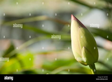 Lotus Nelumbo Nucifera Bud Stock Photo Alamy