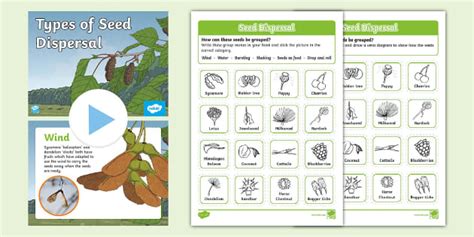 Seed Dispersal Ks1 Task Setting Powerpoint Teacher Made Worksheets