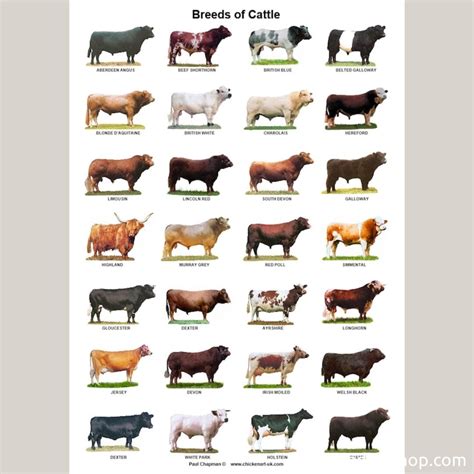 Breeds of Cattle | 🥷 Knowledge Ninja