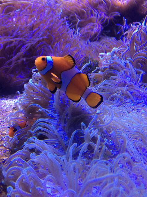 Clownfish In Anemone Habitat