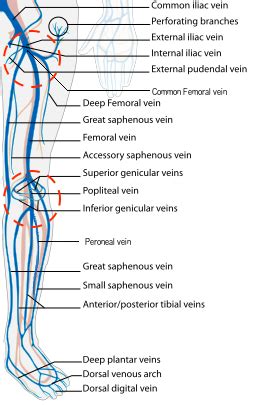 inguinal crease anatomy