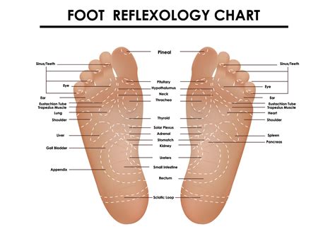 Foot Reflexology Chart 122867 Vector Art At Vecteezy