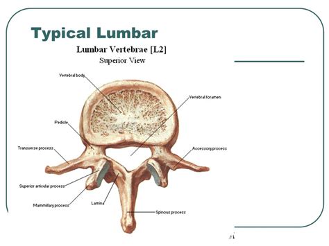 Lumbar Vertebrae Mammillary Process