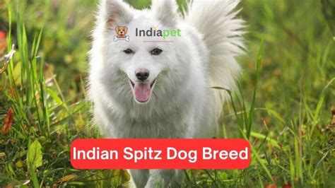 Indian Spitz Dog Breed [Update 2024] - India Pet