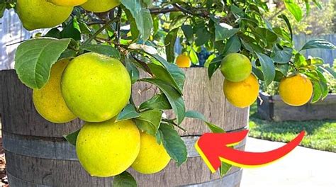 Pourquoi Il Ne Faut Pas Manger Les Premiers Citrons Dun Citronnier En