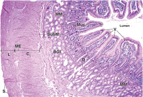 Study Guide Digestive 7 Histology Of Small Intestine Villi