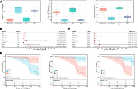 Frontiers Construction And Validation Of A Novel Ferroptosis Related