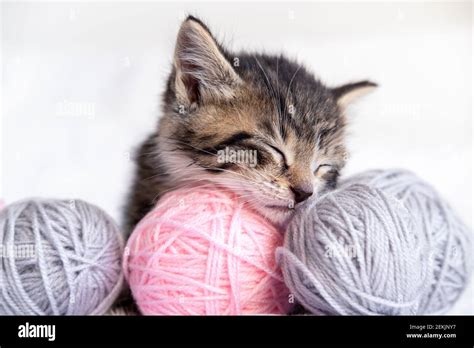 Cute Cat Sleeping With Pink And Grey Balls Skeins Of Thread On White