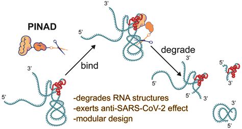 Proximity Induced Nucleic Acid Degrader PINAD Approach To Targeted