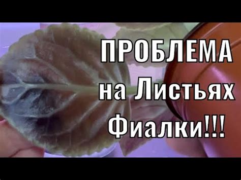 На моих ФИАЛКАХ - ПРОБЛЕМА🥲 ПЕРВЫЕ ПРИЗНАКИ СОСУДИСТОГО БАКТЕРИОЗА! Что ...