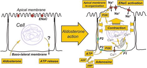 A Model Of Aldosterone Stimulation Of Sodium Transport And Cell