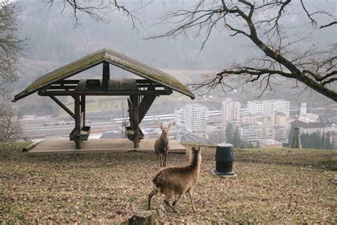 Erlebniswanderung Im Wildpark Feldkirch