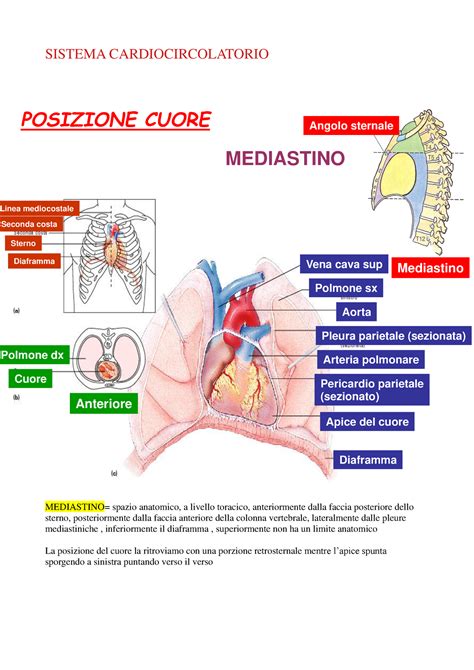 Cardiocircolatorio Anatomia Sistema Cardiocircolatorio Mediastino