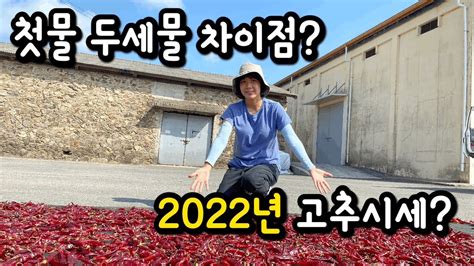 2022년 올해 고추시세는 진도 건고추 고춧가루 고추가격 Youtube