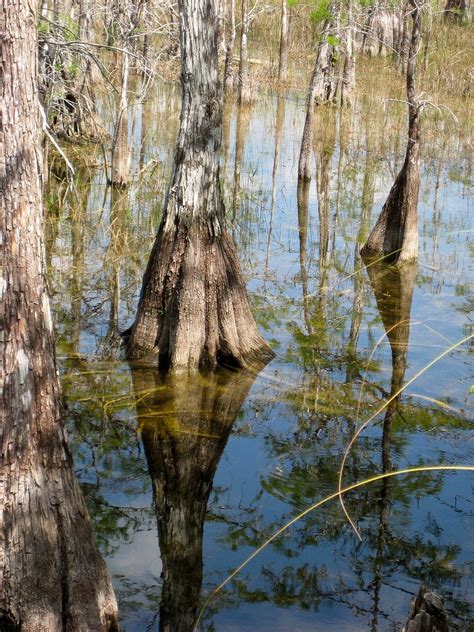 Pantano Manglares Naturaleza Foto Gratis En Pixabay Pixabay