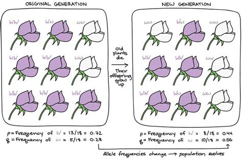 Understanding Allele Frequency And The Gene Pool