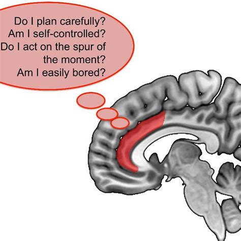 (PDF) Anterior Cingulate Cortex