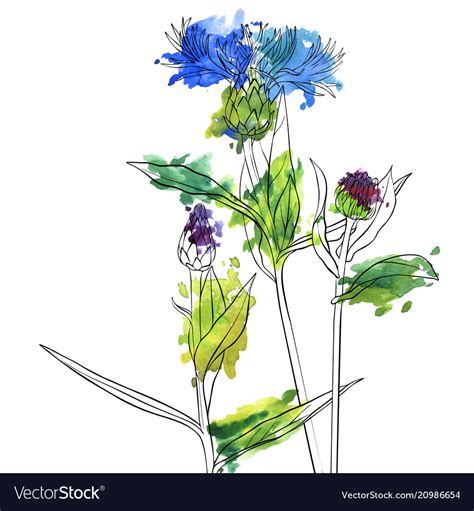 Drawing flowers of cornflower Royalty Free Vector Image