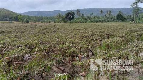 Banjir Ciemas Sukabumi Rendam Puluhan Hektar Tanaman Cabai Dan Semangka