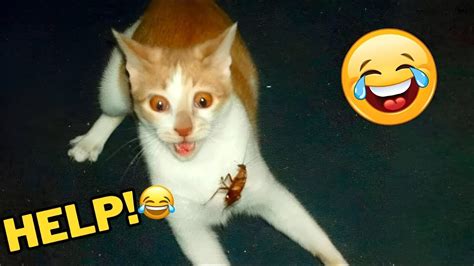 😁 Funniest Cats And Dogs Videos 😻🐈 Hilarious Animal Compilation🤣part