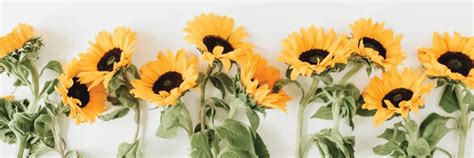 16 Sunflower Facts That Are So Sweet - ProFlowers Blog