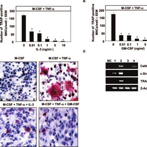 Tnf Induces Osteoclast Differentiation In Stromal And Lymphocytes Free