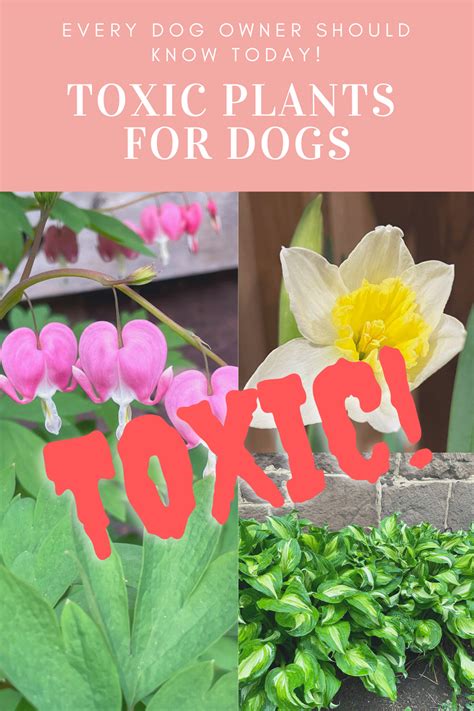 Toxic Plants For Dogs That Every Dog Owner Should Know Today