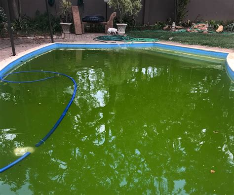 5 Easy Tricks To Get Rid Of Green Algae In The Pool Artofit