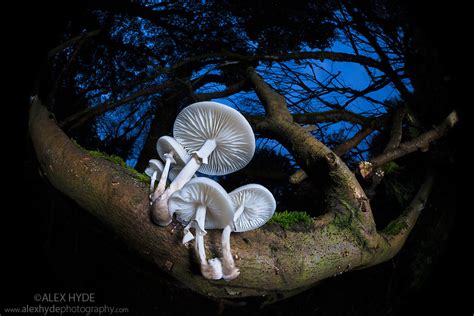 Porcelain Fungus Oudemansiella Mucida Alex Hyde