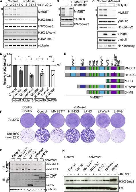 Mmset Promotes Nhej Of Uncapped Telomeres Through H K Dimethylation A