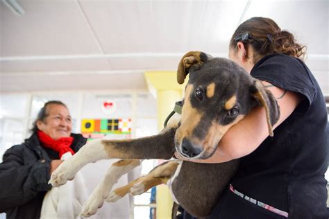 Continúan las campañas de castraciones gratuitas para perros y gatos en