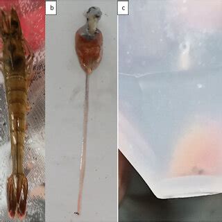 The Morphology Of Infected L Vannamei After Simulation Of Days