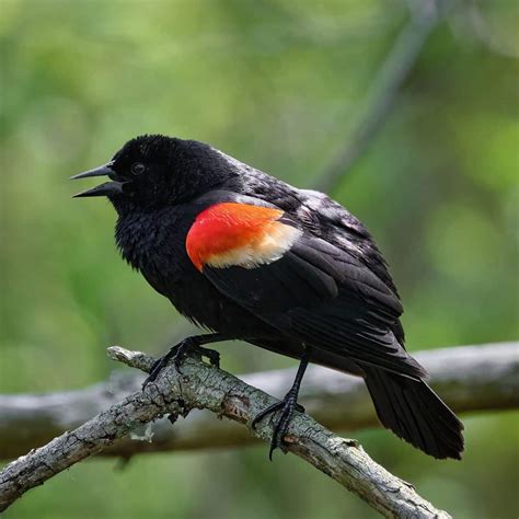 Red-Winged Blackbird: Spiritual Meaning - Awakening State